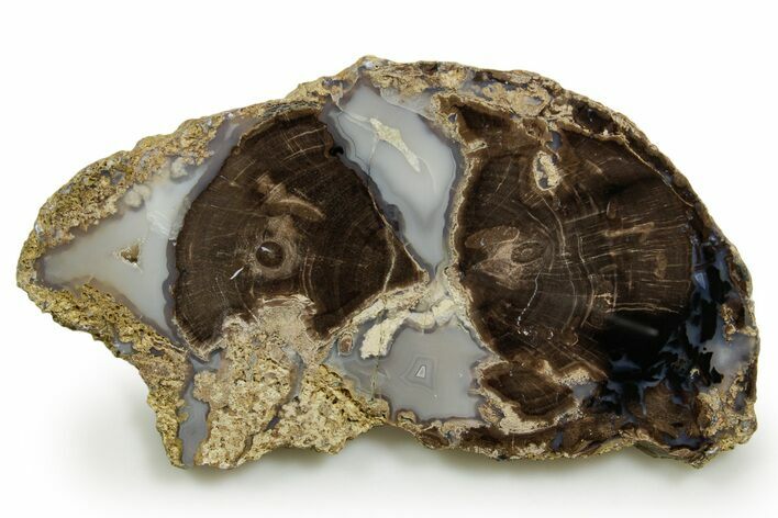 Petrified Wood (Schinoxylon) Round - Blue Forest, Wyoming #377588